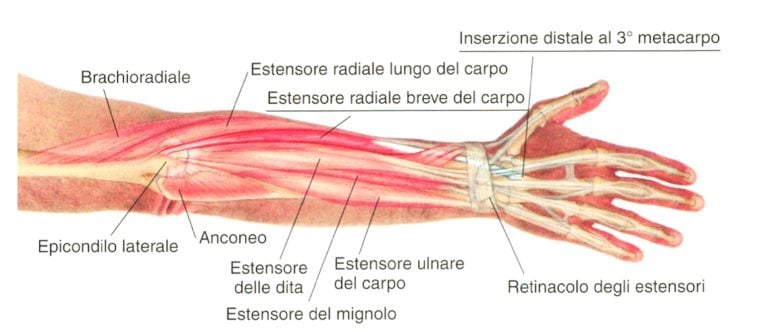 Tutore Epicondilite Gomito 2 Pz, Gomitiere Palestra per Donna Uomo