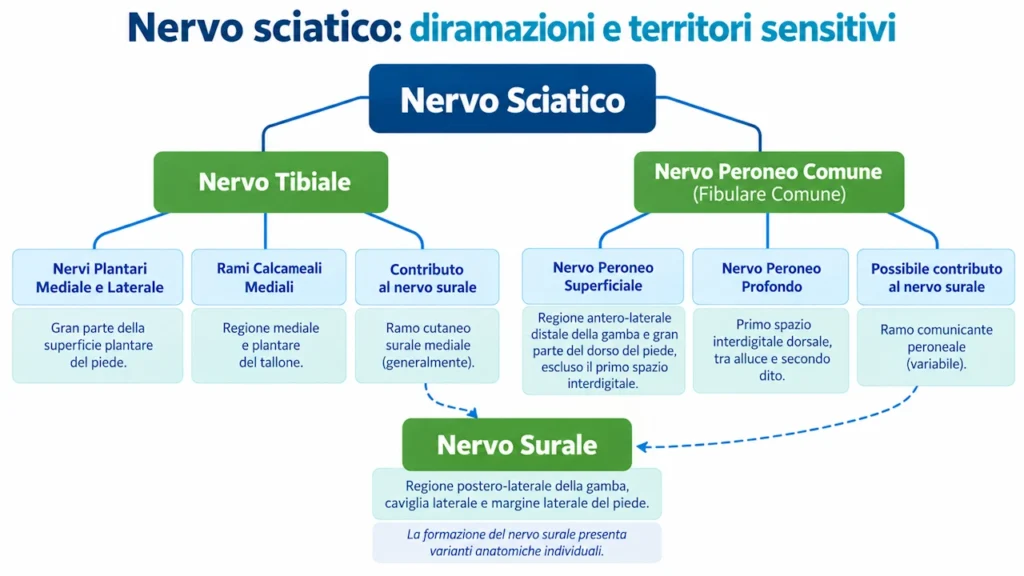 Schema anatomico delle diramazioni del nervo sciatico: nervo tibiale, peroneo comune, superficiale, profondo e surale con relativi territori sensitivi.