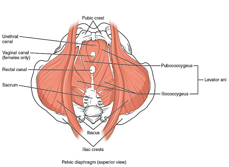 MUSCOLATURA PELVICA
