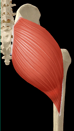 Gluteo Anatomia