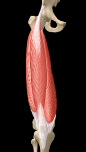 Stretching Quadricipite Femorale , gli esercizi più efficaci ...