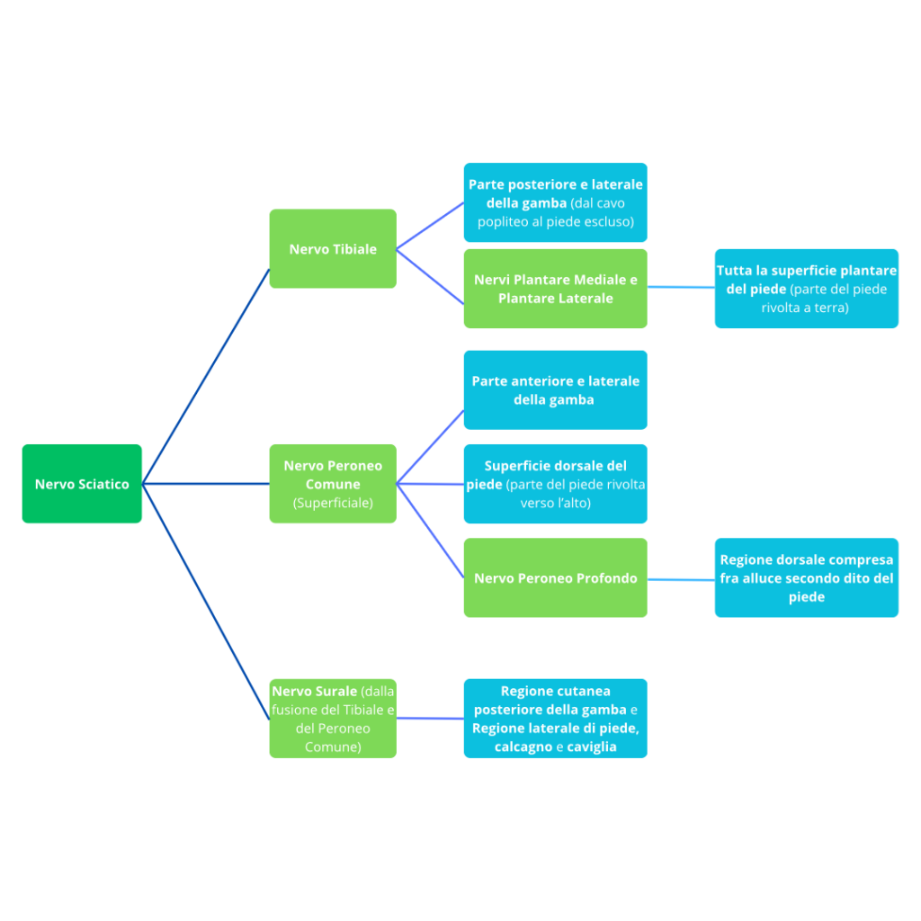 DIRAMAZIONI NERVO SCIATICO