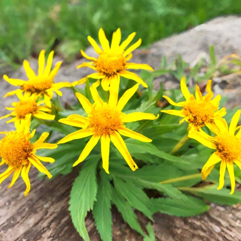 St.Hippolyt Relax BioCare - Argilla Per Cavalli "Arnica", Set Grande, 1 Set